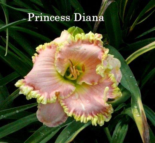 princess dianan